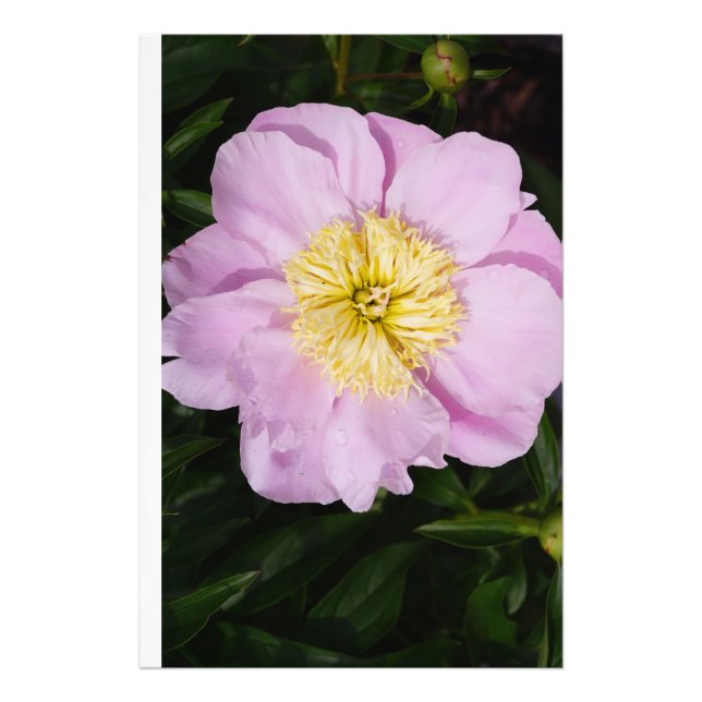 Foto 24"x36" Peônia Rosa (Frente)