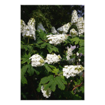 24" x 36" Oakleaf Hydrangea