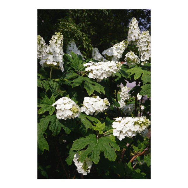 Foto 24" x 36" Oakleaf Hydrangea (Frente)
