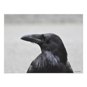 Foto 24X18 Sr. Raven