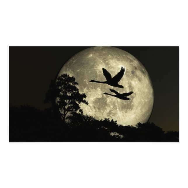 Foto 30 x 24 paper poster: "Swans in the Moonlig" image (Frente)