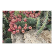 36"x24" - Altura rápida