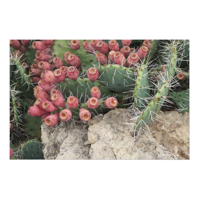 Foto 36"x24" - Altura rápida (Frente)