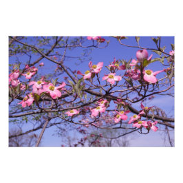 Foto 36"x24" Cachoeira de Cerejeira Rosa