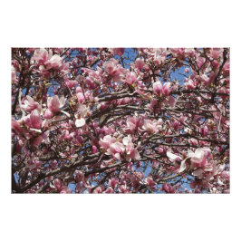 Foto 36"x24" Pink Magnolia
