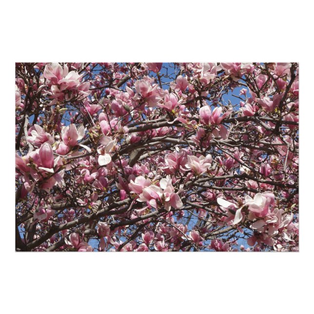 Foto 36"x24" Pink Magnolia (Frente)