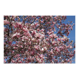 Foto 36"x24" Pink Magnolia