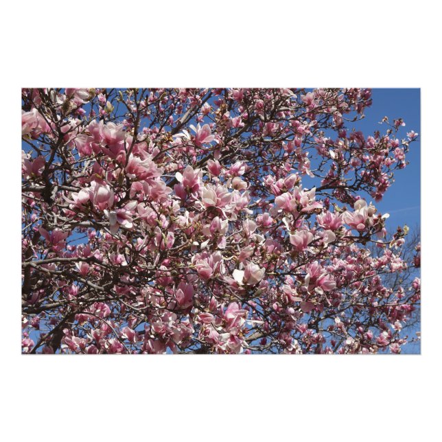 Foto 36"x24" Pink Magnolia (Frente)