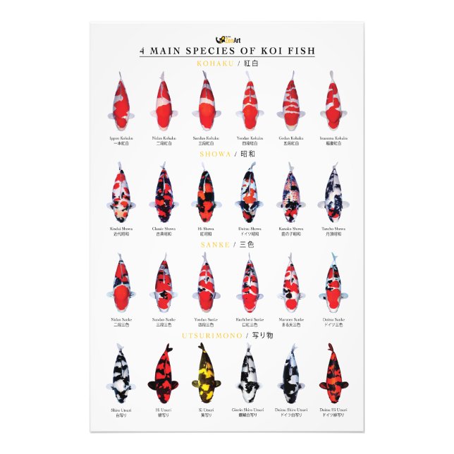 Foto 4 main species of koi fish (Frente)