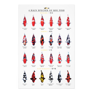 Foto 4 principais espécies de peixes koi