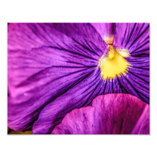 Foto 5884-Purple Pansy