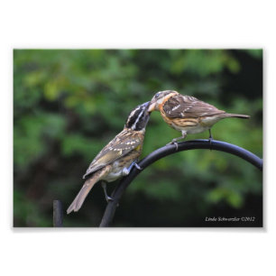 Foto 5X7 Grosbeak Mãe e Juvenil