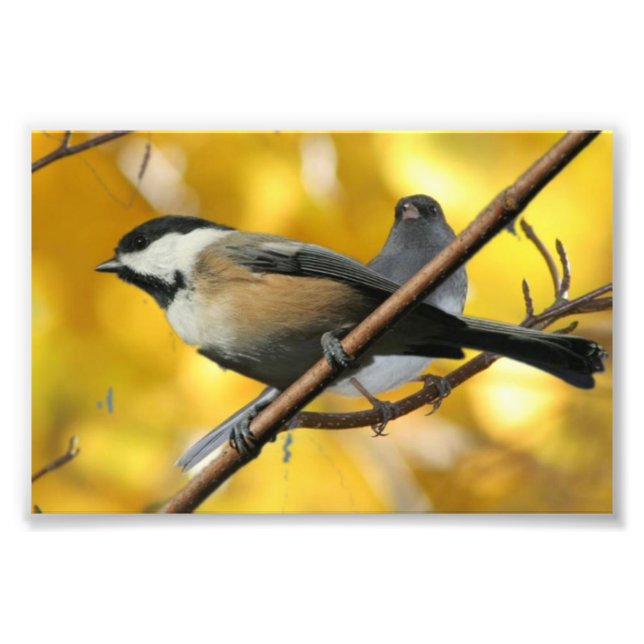 Foto 6" x 4", Kodak Professional Photo Paper (Satin) (Frente)