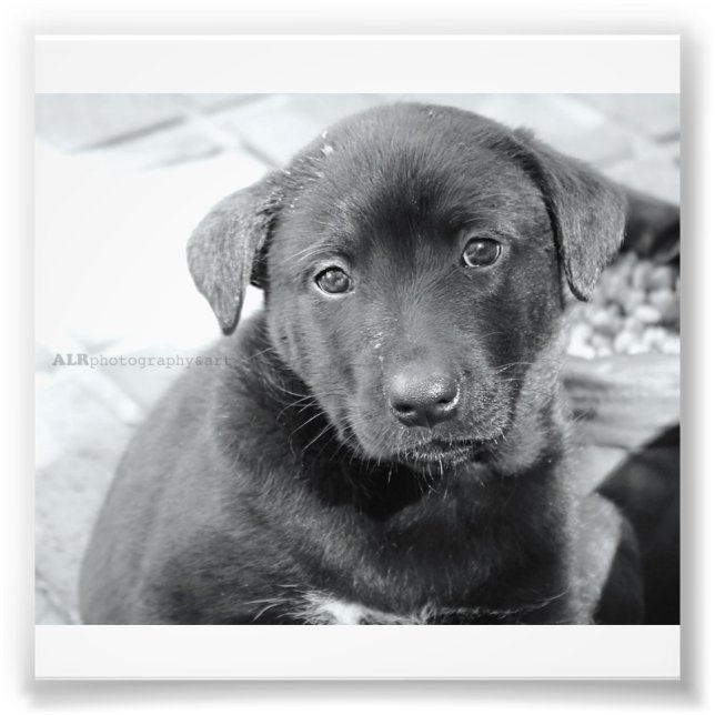 Foto 6" x 4", Kodak Professional Photo Paper (Satin) (Frente)