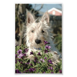 Foto 6 x 4 - Scottish Terrier