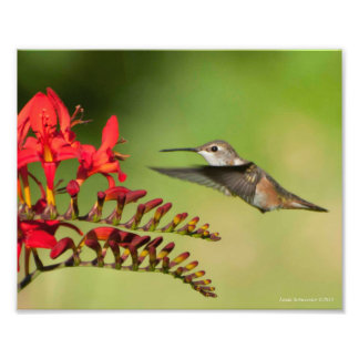 Foto 8X10 Amantes do Hummingbird