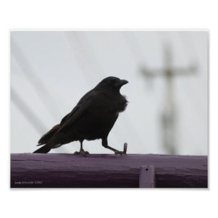 Foto 8X10 Crow em Roxo
