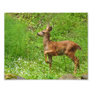 Foto 8X10 Pequeno Rei/Rainha de Fawns