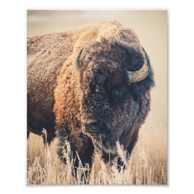 Foto 8x10 Print - Frosty Morning (Frente)