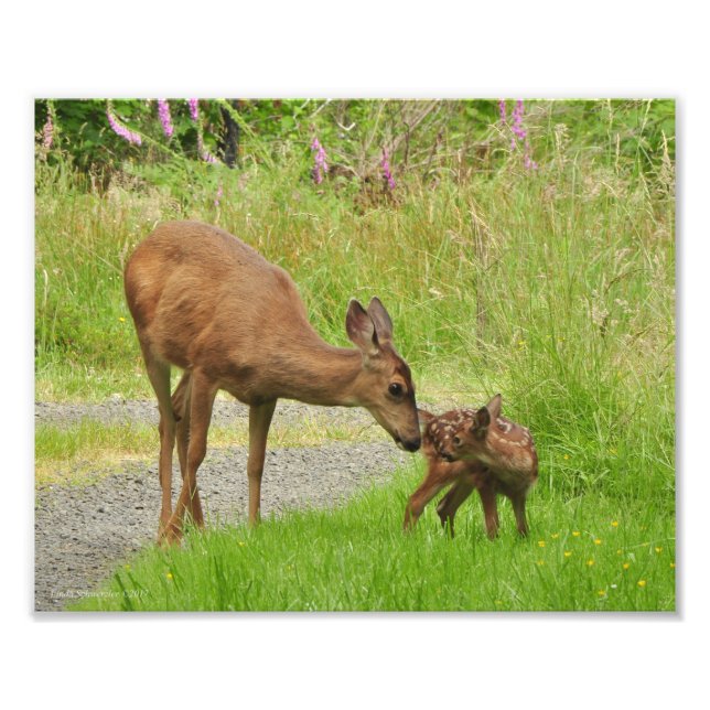 Foto 8Xx10 Mamãe Deer ama seu bebê (Frente)
