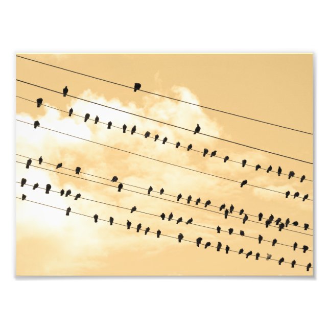 Foto 91 (1) aves (Frente)