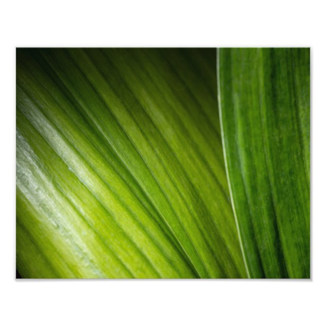 Foto 9206-Folhas Verdes (Frente)
