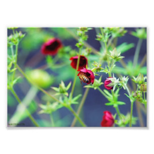 Foto A Abelha Com Flor Vermelho