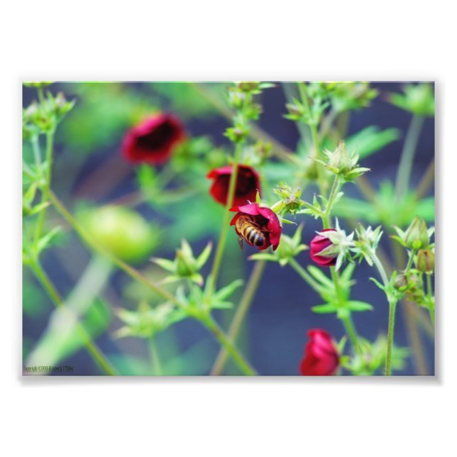 Foto A Abelha Com Flor Vermelho (Frente)
