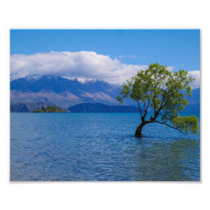 Foto A árvore de Wanaka, lago Wanaka, NZ - impressão 