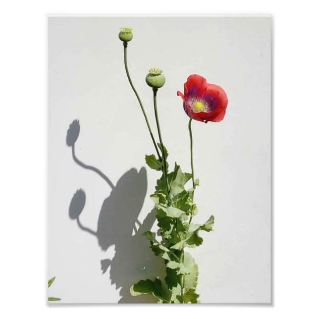 Foto A beleza também é a Besta. (Frente)