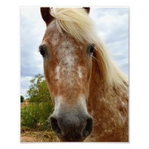 Foto "A Carona de Açúcar: A Graça de Appaloosa"