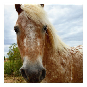 Foto "A Carona de Açúcar: A Graça de Appaloosa"