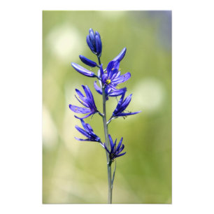 Foto A flor de um lírio camas no Condado de Valley,