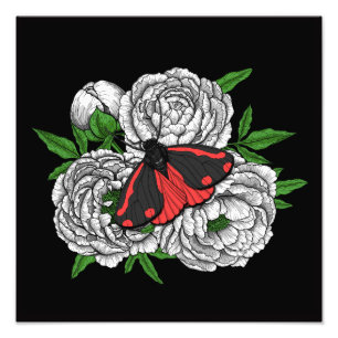 Foto A mariposa cinabar