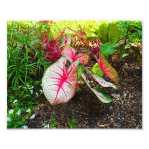 Foto A orelha de elefante