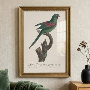 Foto A periquita-de-garganta-vermelha 