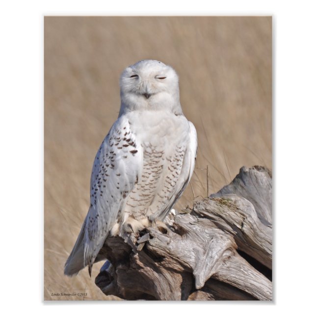 Foto A Winking Snowy Owl! (Frente)