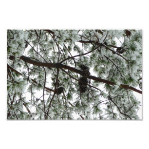 Foto Abaixo da neve coberta pela árvore de pinheiro Fot