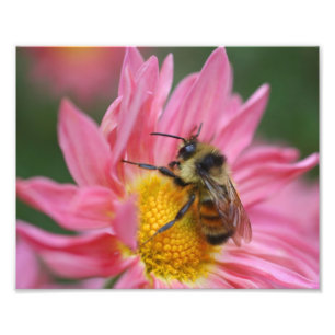 Foto Abelha-Bumble Na Flor-Daisy Rosa Fechar 8x10