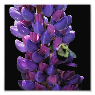 Foto Abelha-Bumble Na Flor-Lupina Selvagem Feche 8x8