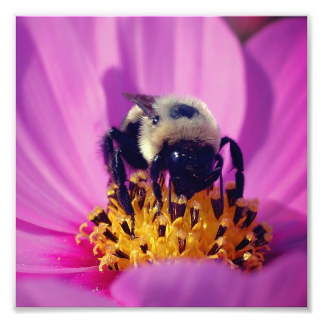 Foto Abelha De Bumble Na Flor Cosmos 8x8 (Frente)