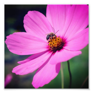 Foto Abelha De Mel Sobre Cosmos Rosa Fechar 8x8