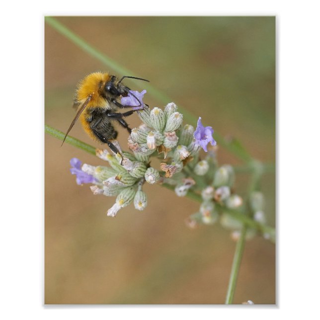 Foto Abelha na Lavanda (Frente)