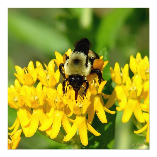 Foto Abelha se alimentando de flores silvestres de Butt (Frente)