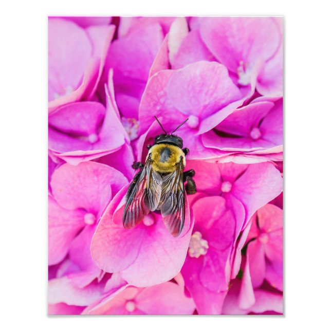 Foto Abelhas De Bumble Em Hydrangea (Frente)