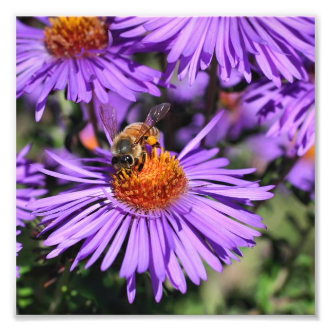 Foto Abelhas De Mel Na Flor De Aster Roxo 8x8 (Frente)