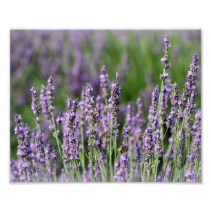 Foto Abelhas em flores da lavanda