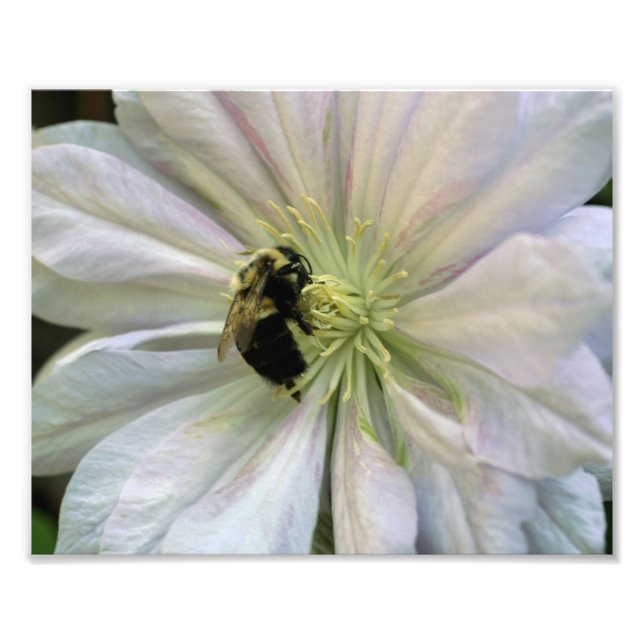 Foto Abelhas na Natureza White Clematis Flower 8x10 (Frente)