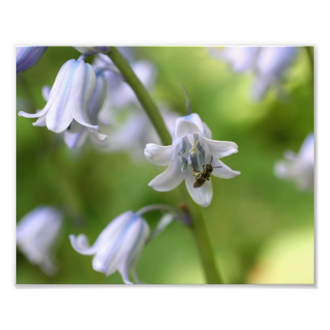 Foto Abelhas Pequenas Em Bluebell Flower 10x8 Natureza (Frente)