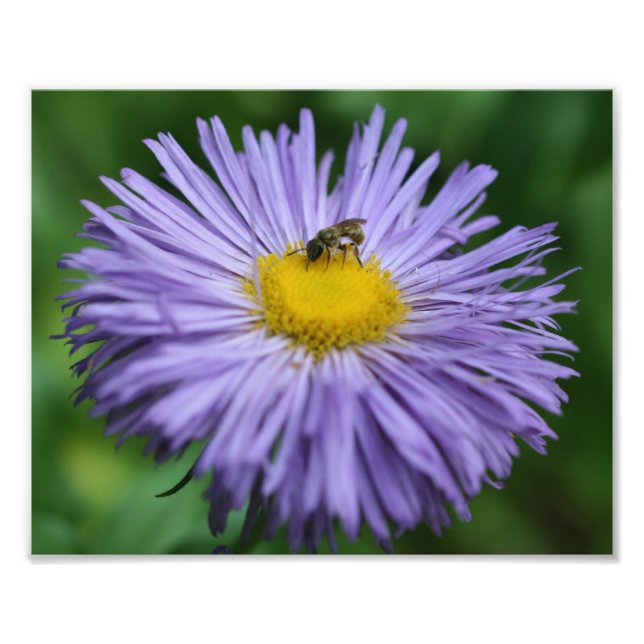 Foto Abelhas Pequenas Na Flor De Daisy Aster Roxo 8x10 (Frente)